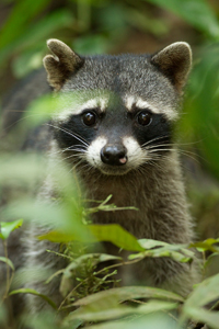 raccoon